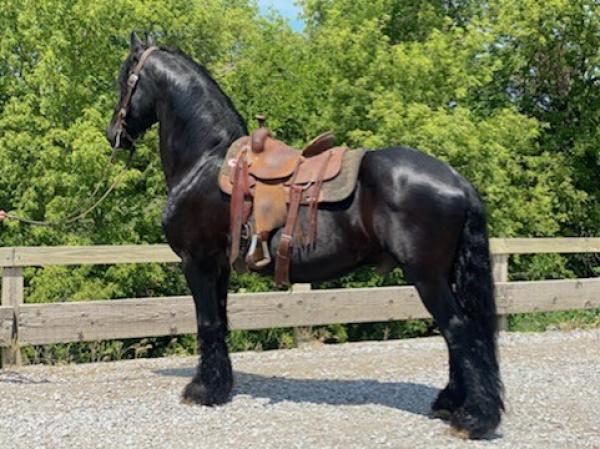 Appaloosa Gelding 5 years 15,1 hh Black in Morgan MIll TX